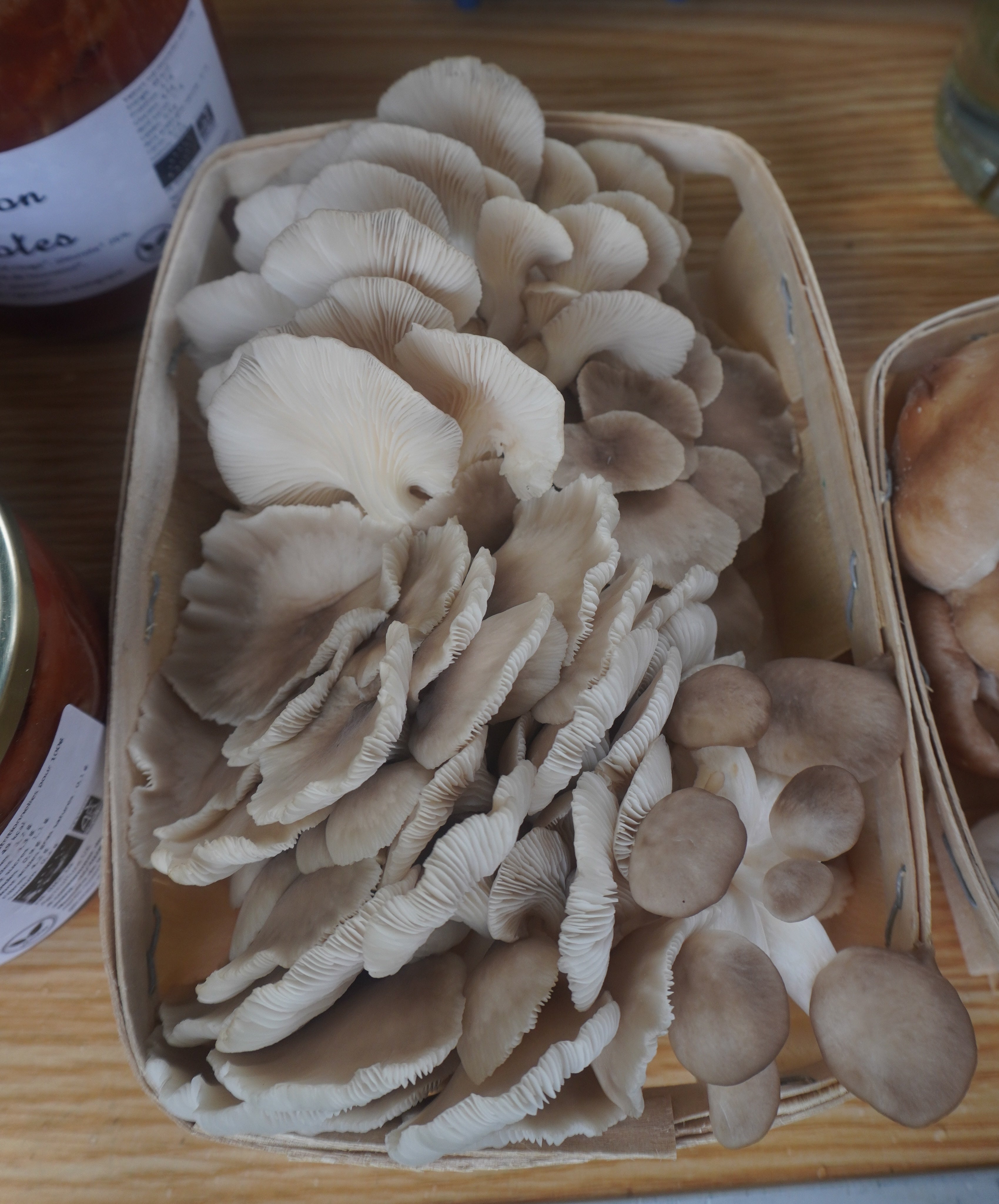 Barquette de pleurote frais bio - 250g