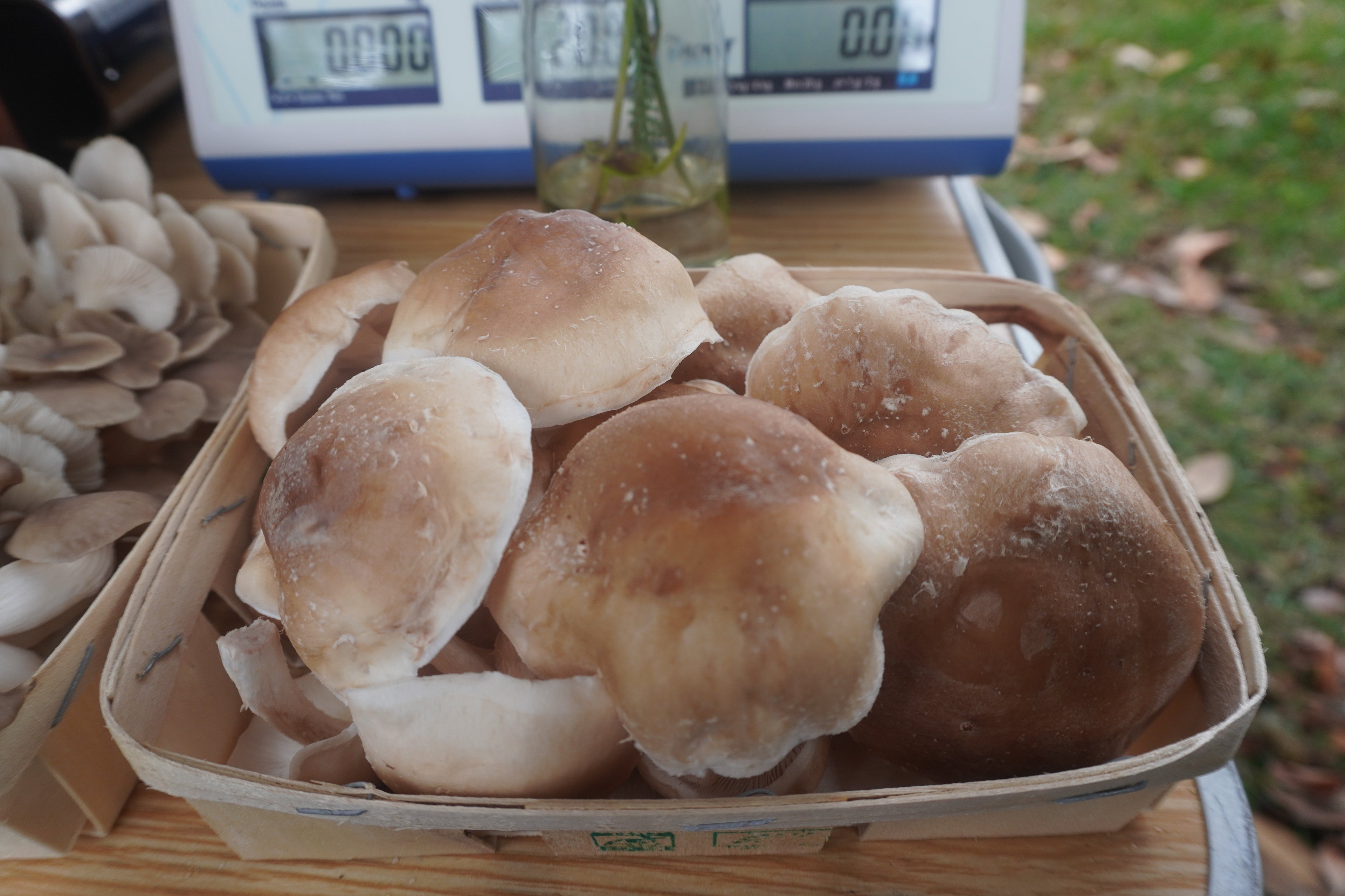 Barquette de shiitake frais bio - 250g